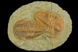 Two Large Hamatolenus vincenti Trilobites - Tinjdad, Morocco #139772-3